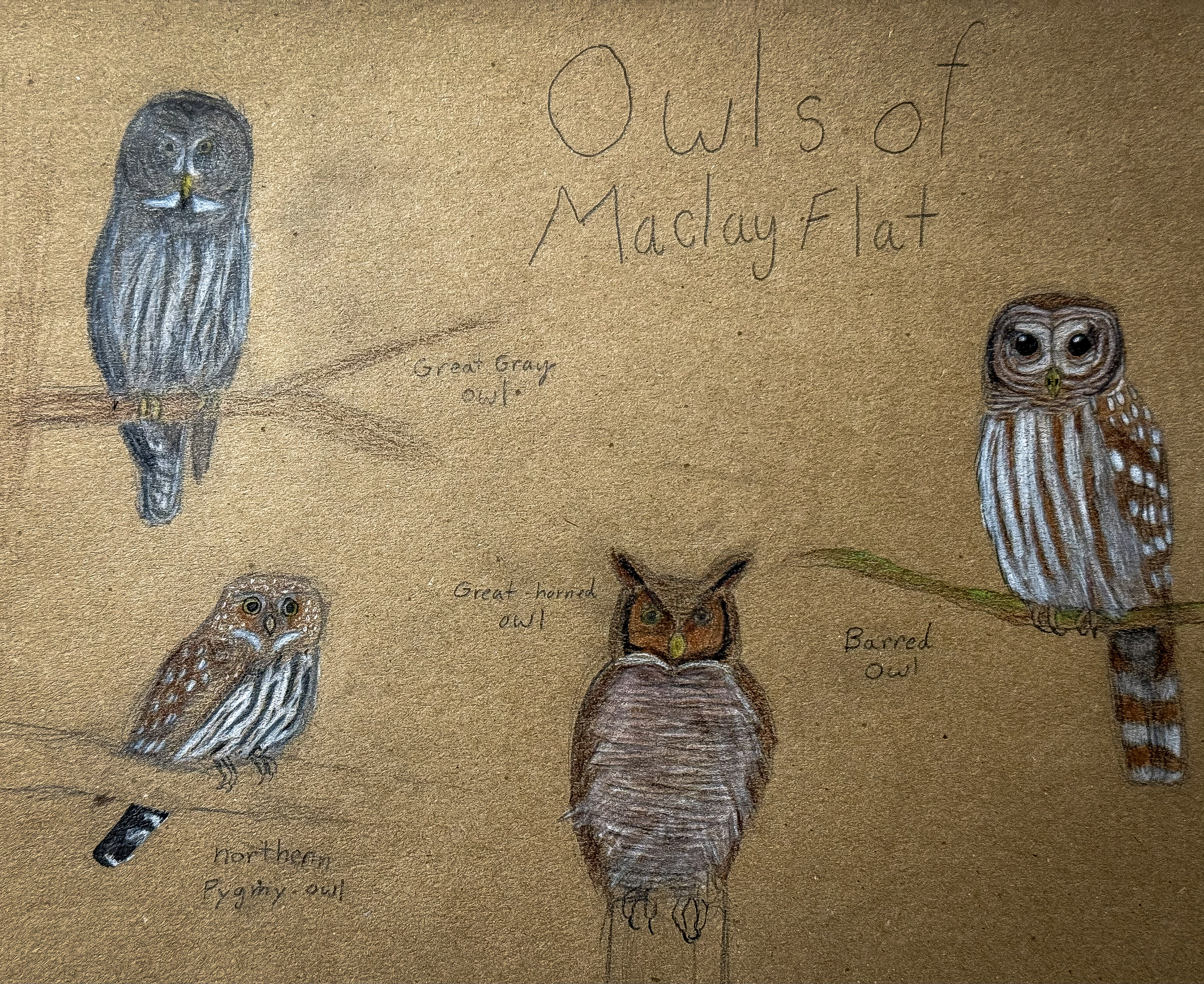 Maclay Flat's Owl Quartet – Missoula Bird Nerds
