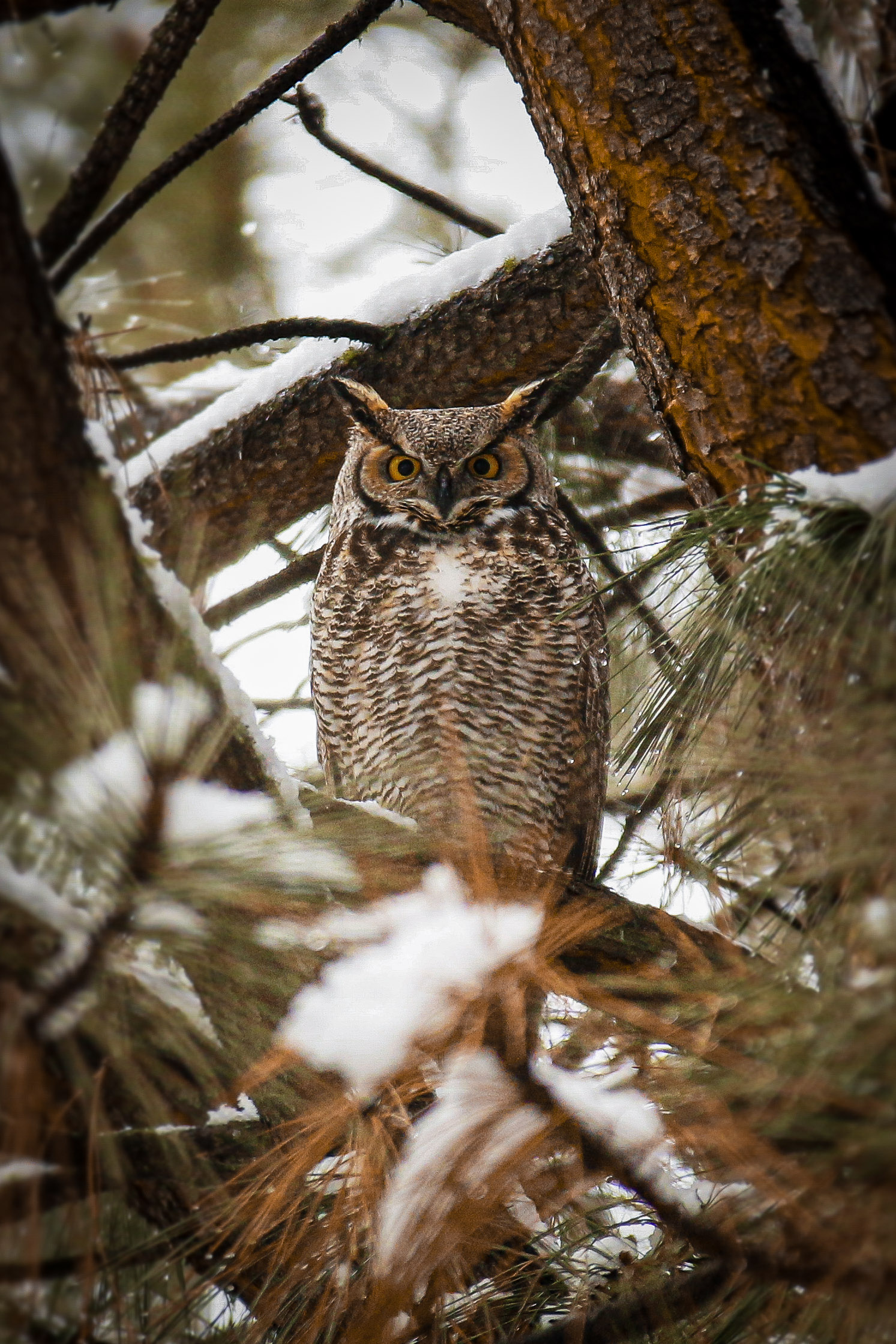 Maclay Flat's Owl Quartet – Missoula Bird Nerds