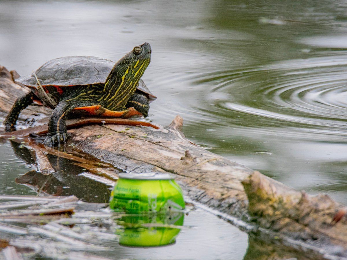 PONDS, TURTLES, AND A WHITE LAUNDRY&nbsp;BASKET