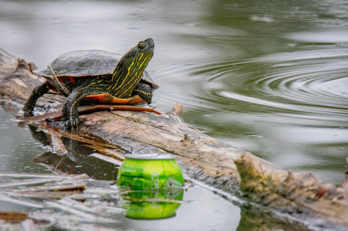 PONDS, TURTLES, AND A WHITE LAUNDRY&nbsp;BASKET
